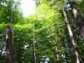 Forest(06)