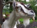 Goats(2)