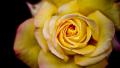 02666 yellowrose 1920x1080